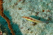Coris caudimacula-Praslin Baie chevalier-19m-20190610-Denis-ADER-DSC_8963_tn